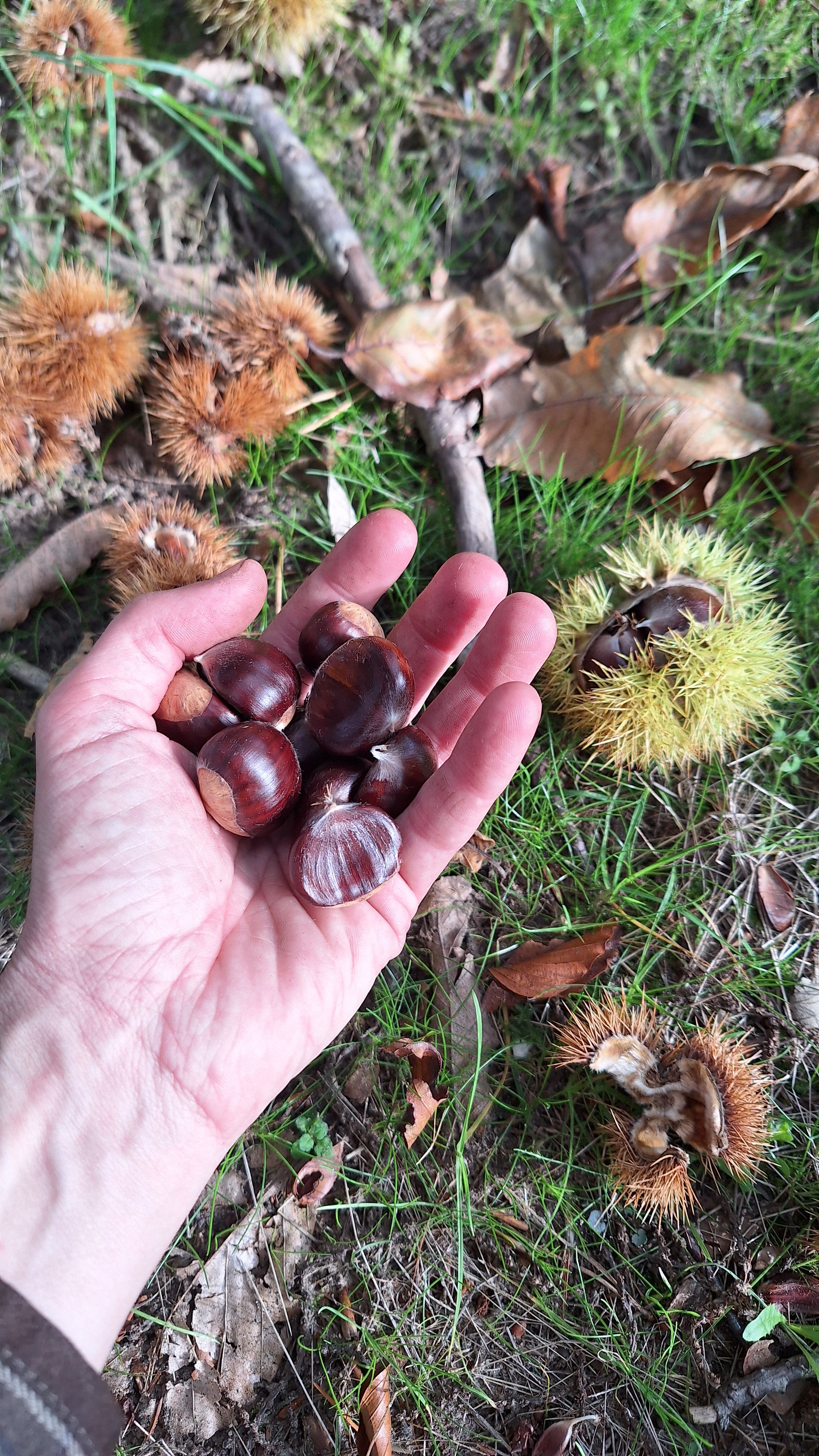 Verse Tamme Kastanjes 500 gram