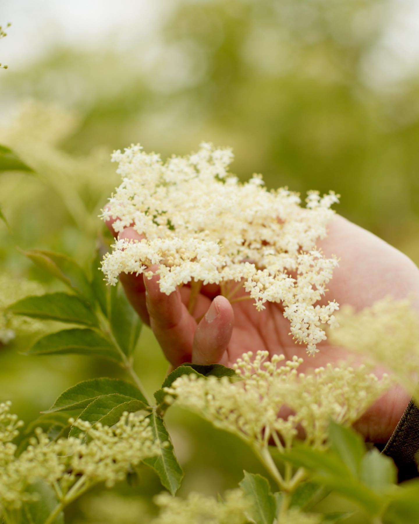 Organic Elderflower Cordial – Belvoir Farm