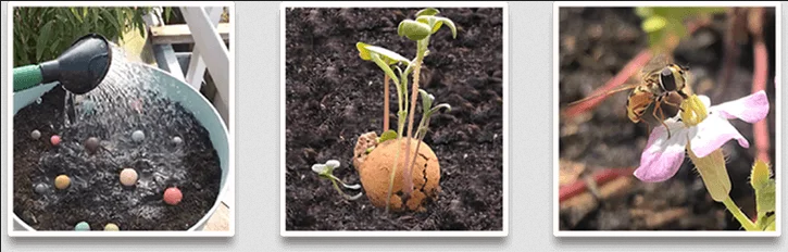 Grow kit met zaadbommetje "Thinking of you" - Blossombs