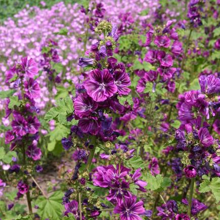 Diverse Bloemen EENJARIGEN bio-zaden zakjes - De Bolster