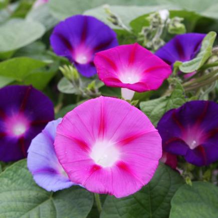Diverse Bloemen EENJARIGEN bio-zaden zakjes - De Bolster