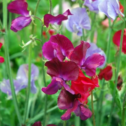 Diverse Bloemen EENJARIGEN bio-zaden zakjes - De Bolster