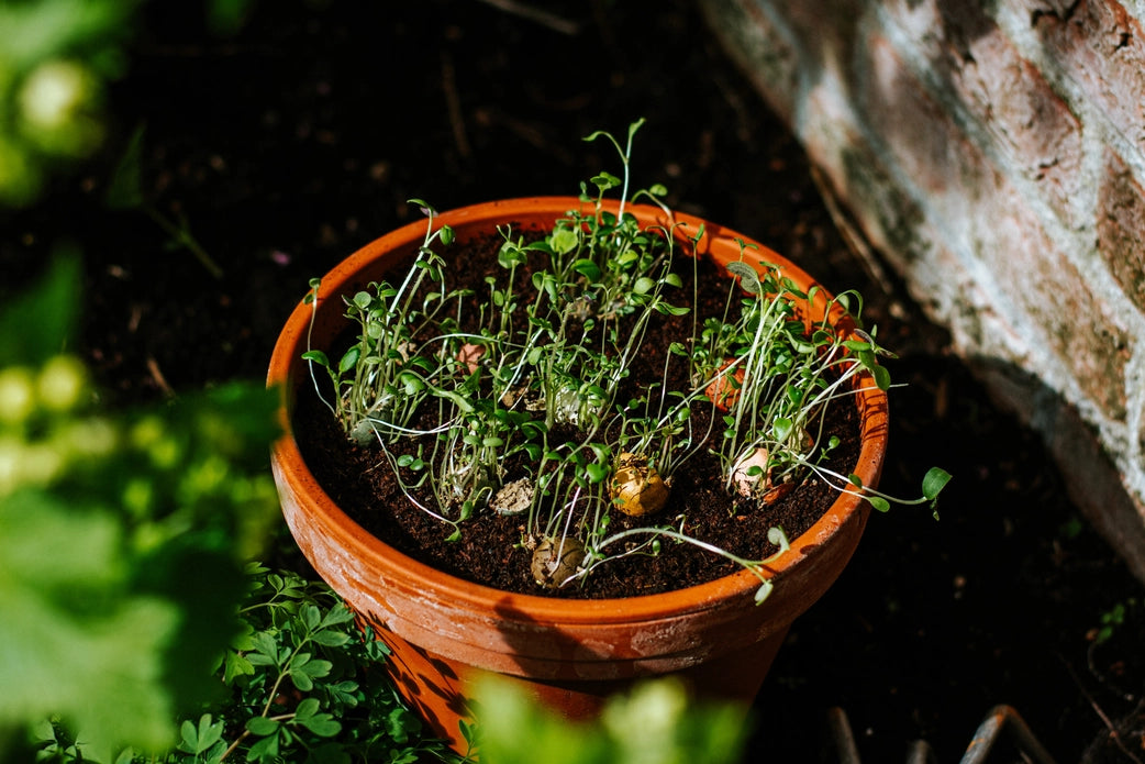 Zaadbommetjes Weggeefcadeautje "Dear teacher" - Blossombs