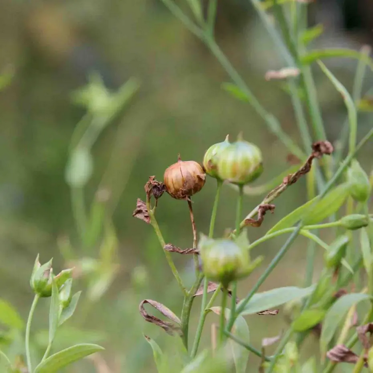 Seizoenszeep Winter - Zuiverende houtskool & Jeneverbes – Werfzeep