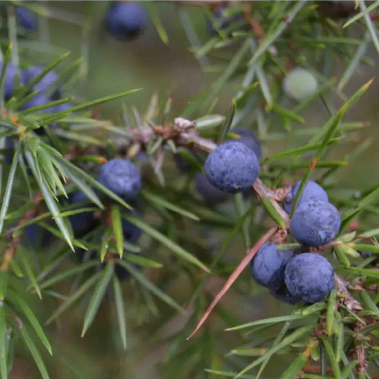 Seizoenszeep Winter - Zuiverende houtskool & Jeneverbes – Werfzeep