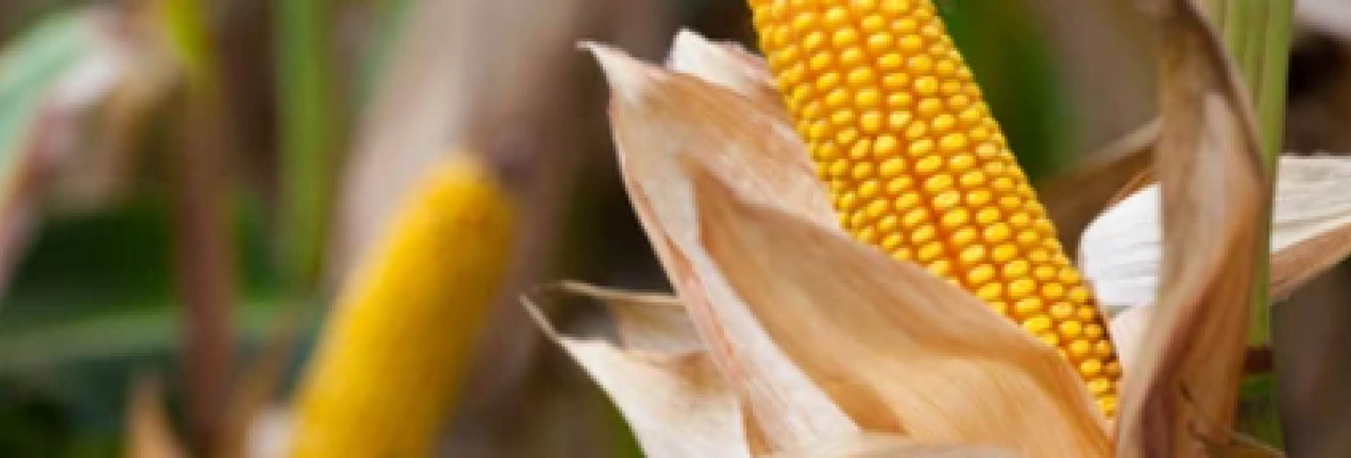 Outdoor Lunchkit 6pcs Sandy Green - Light My Fire