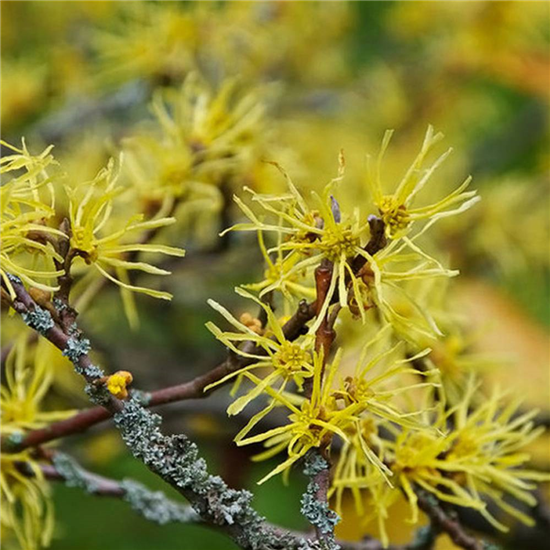 Seizoenszeep Herfst - Steranijs Kaneel Hamamelisbast – Werfzeep