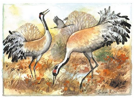 Kaart Kraanvogels Trana Västergötland - Ingvar Björk – K. Hjelm Förlag