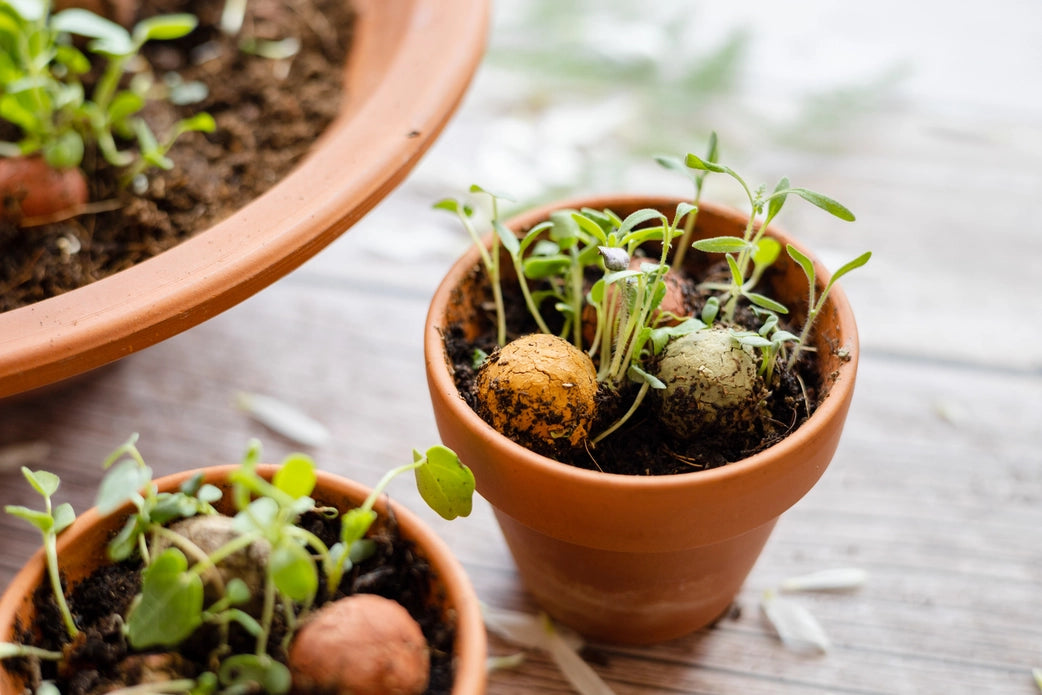 Grow kit met zaadbommetje "Flowers" - Blossombs
