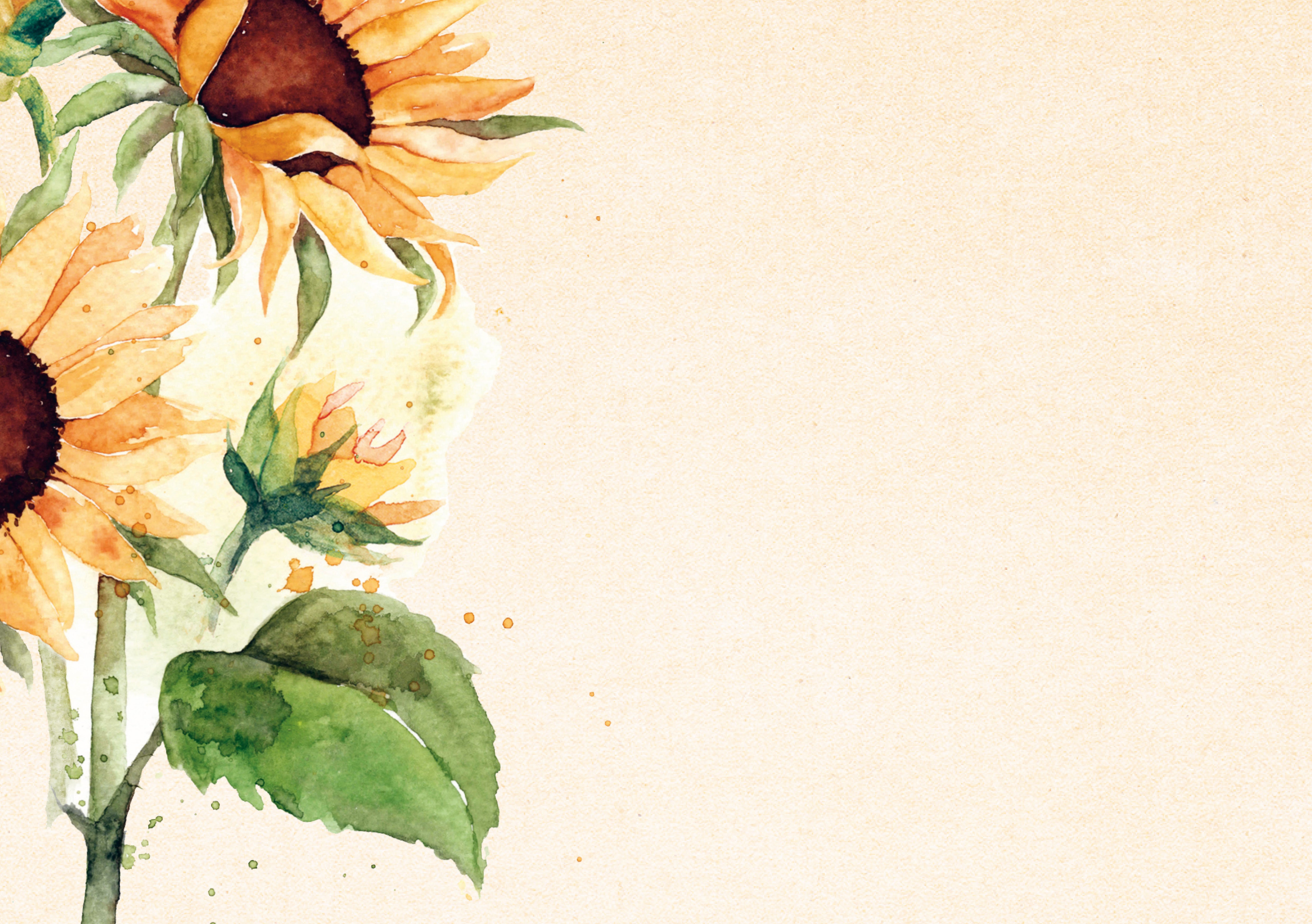 Wenskaart Zonnebloemen – Zintenz Organic Cards