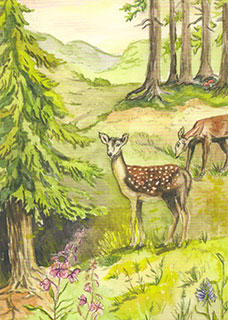 Kaart Reeën - Anne C. Wenzel – K. Hjelm Förlag