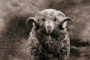 Inlegzolen wol kinderen - Woolpower