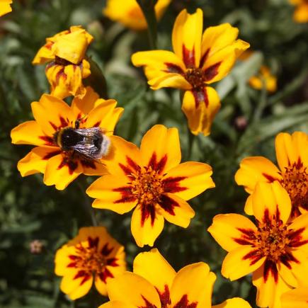 BLOEMEN eenjarigen bio-zaden zakjes - De Bolster