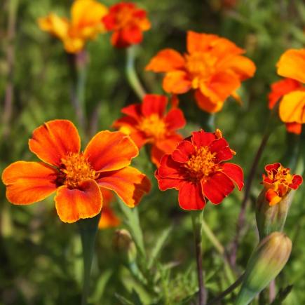 Diverse Bloemen EENJARIGEN bio-zaden zakjes - De Bolster