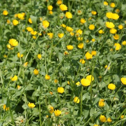 Pre-order 2026 - BLOEMEN eenjarigen bio-zaden zakjes - De Bolster