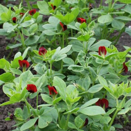 Pre-order 2026 - BLOEMEN eenjarigen bio-zaden zakjes - De Bolster