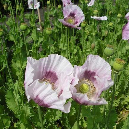 Diverse Bloemen EENJARIGEN bio-zaden zakjes - De Bolster