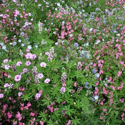 Pre-order 2026 - BLOEMEN mengsels bio-zaden zakjes - De Bolster