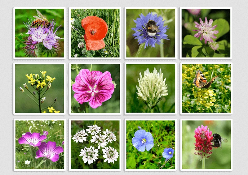 Moederdag Zaadbommetjes Giftbox Mini “Best mum” - Blossombs