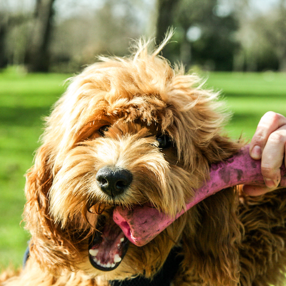 Beco Bone - Beco Pets