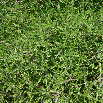 Pre-order 2026 - KRUIDEN bio-zaden zakjes - De Bolster