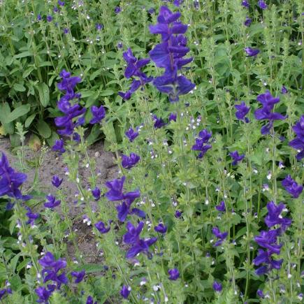 Diverse Bloemen EENJARIGEN bio-zaden zakjes - De Bolster