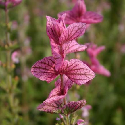 Diverse Bloemen EENJARIGEN bio-zaden zakjes - De Bolster