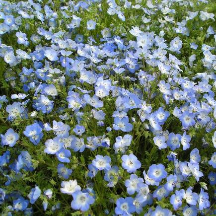 Diverse Bloemen EENJARIGEN bio-zaden zakjes - De Bolster