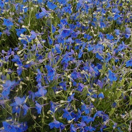 Diverse Bloemen EENJARIGEN bio-zaden zakjes - De Bolster