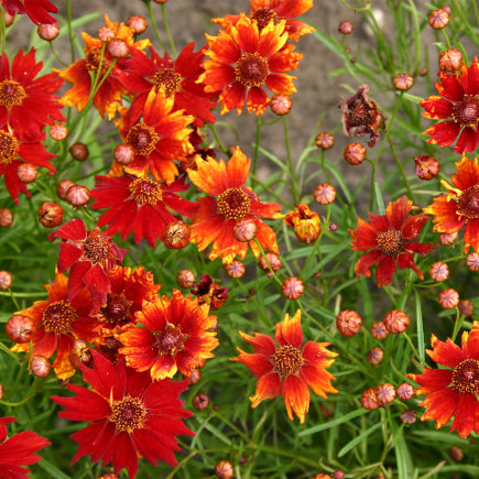 Pre-order 2026 - BLOEMEN eenjarigen bio-zaden zakjes - De Bolster