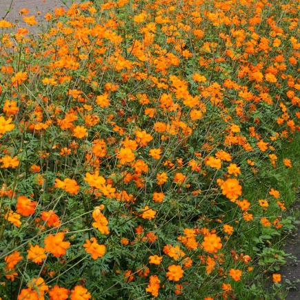 Diverse Bloemen EENJARIGEN bio-zaden zakjes - De Bolster