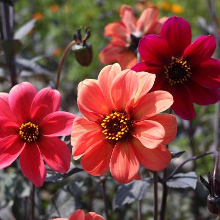 Diverse Bloemen EENJARIGEN bio-zaden zakjes - De Bolster