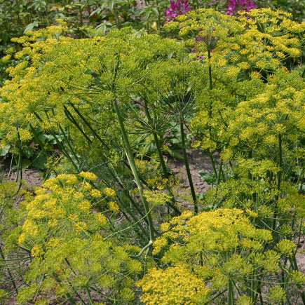 Pre-order 2026 - KRUIDEN bio-zaden zakjes - De Bolster