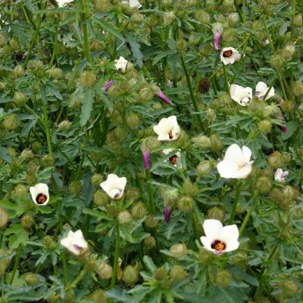 Pre-order 2026 - BLOEMEN eenjarigen bio-zaden zakjes - De Bolster