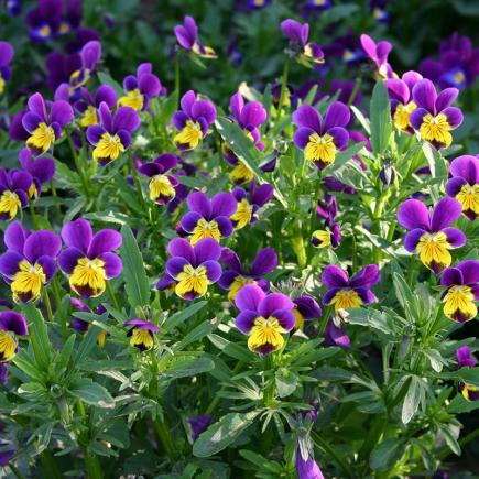 Diverse Bloemen EENJARIGEN bio-zaden zakjes - De Bolster