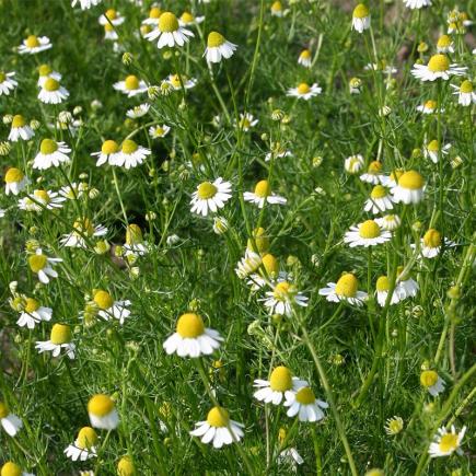 Diverse Bloemen EENJARIGEN bio-zaden zakjes - De Bolster