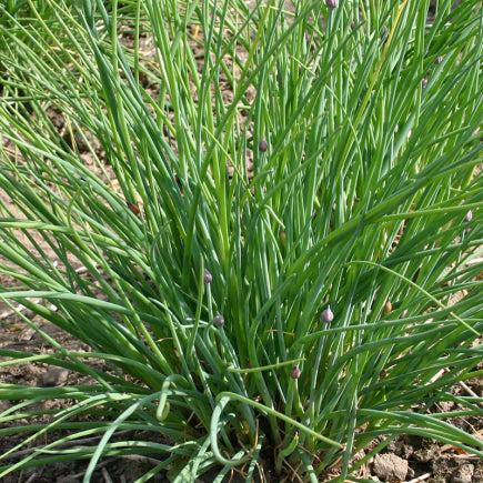 Diverse KRUIDEN bio-zaden zakjes - De Bolster