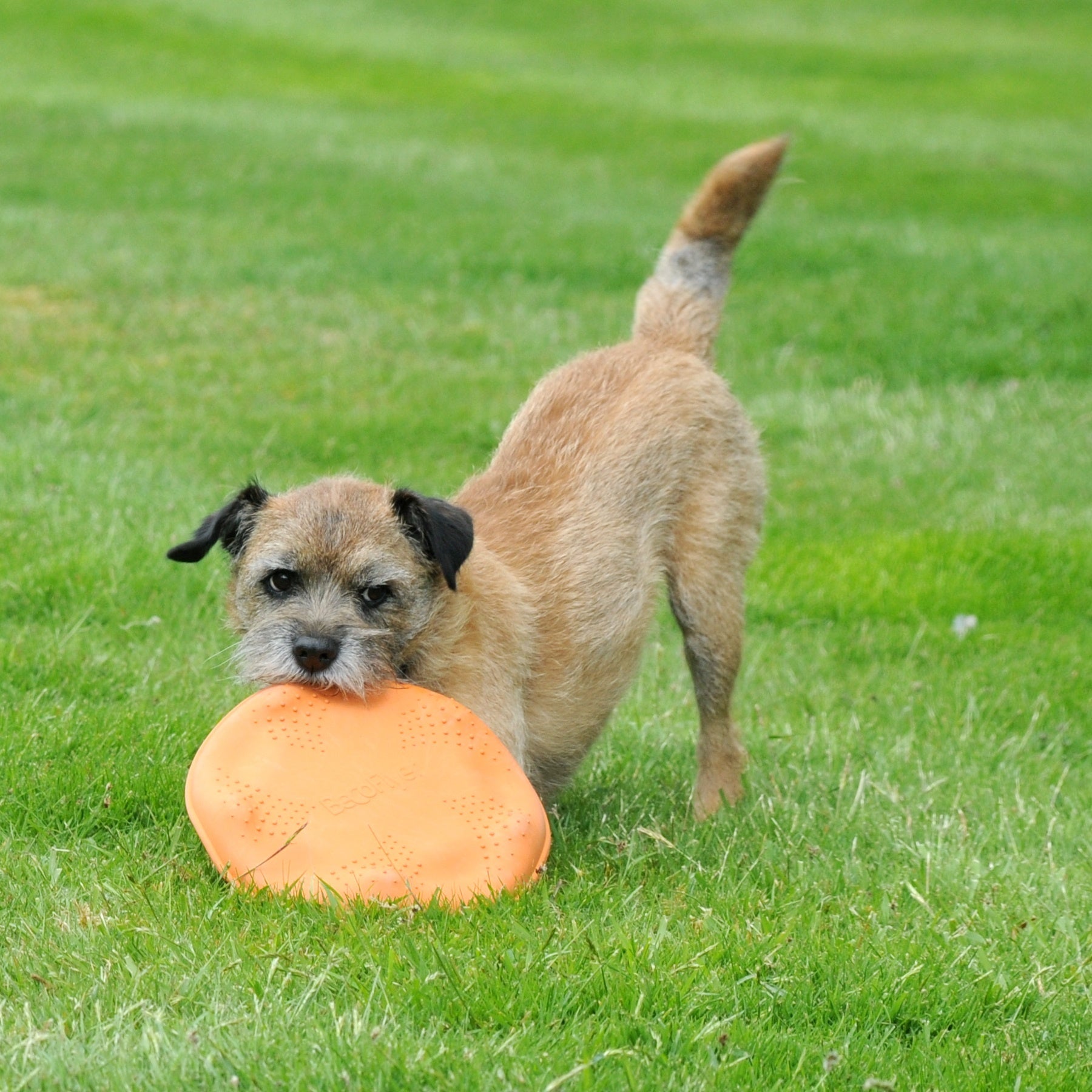 Beco Flyer - Beco Pets