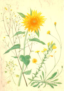 Kaart Gele augustus - Anna Lübsee