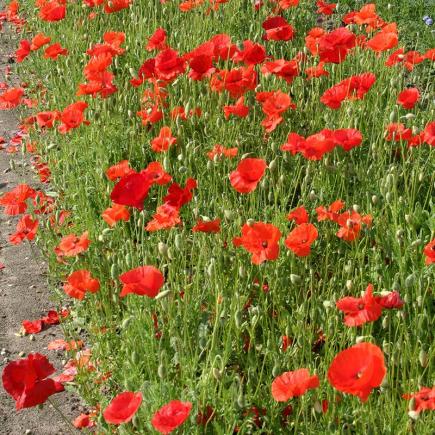 Diverse Bloemen EENJARIGEN bio-zaden zakjes - De Bolster