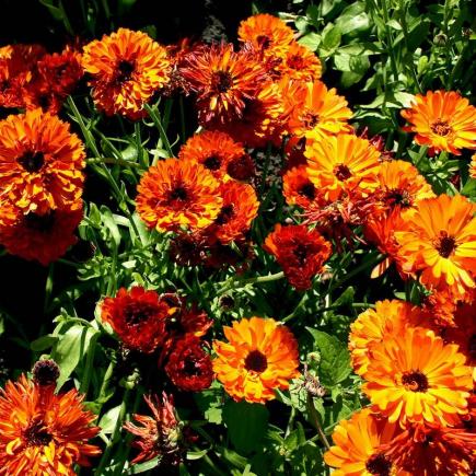 Pre-order 2026 - BLOEMEN eenjarigen bio-zaden zakjes - De Bolster