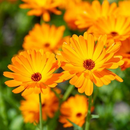 Diverse Bloemen EENJARIGEN bio-zaden zakjes - De Bolster