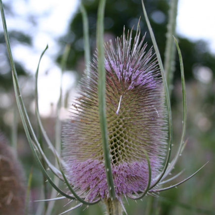 Diverse Bloemen MEERJARIG bio-zaden zakjes - De Bolster