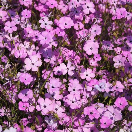 Pre-order 2026 - BLOEMEN eenjarigen bio-zaden zakjes - De Bolster