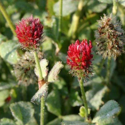 Pre-order 2026 - BLOEMEN eenjarigen bio-zaden zakjes - De Bolster