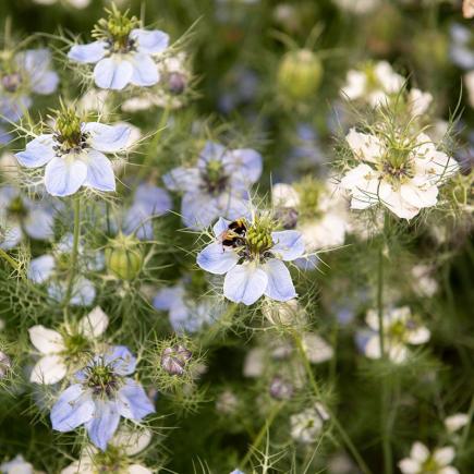 Diverse Bloemen EENJARIGEN bio-zaden zakjes - De Bolster