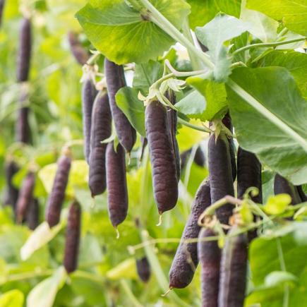 Diverse groenten PEULVRUCHTEN bio-zaden zakjes - De Bolster