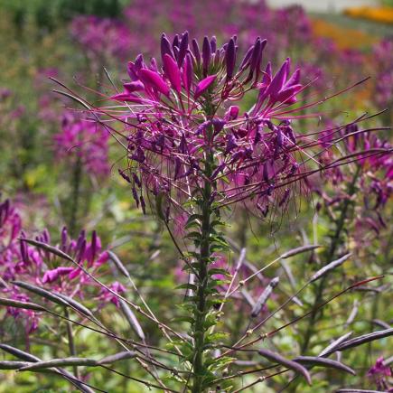 Diverse Bloemen EENJARIGEN bio-zaden zakjes - De Bolster