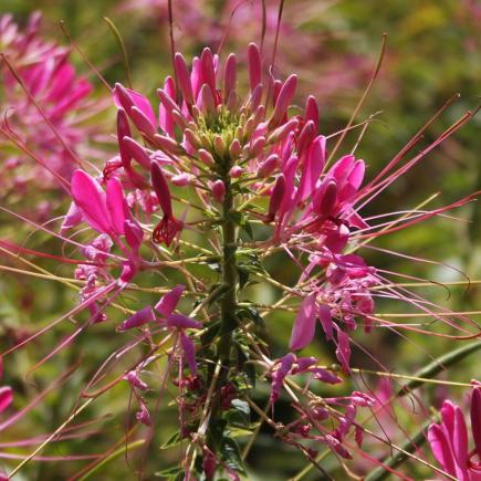 Pre-order 2026 - BLOEMEN eenjarigen bio-zaden zakjes - De Bolster