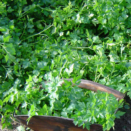 Pre-order 2026 - KRUIDEN bio-zaden zakjes - De Bolster